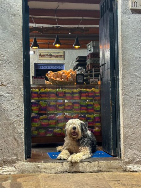 Old English Sheepdog resting in the doorway of a shop in Villa de Leyva, Boyacá, Colombia