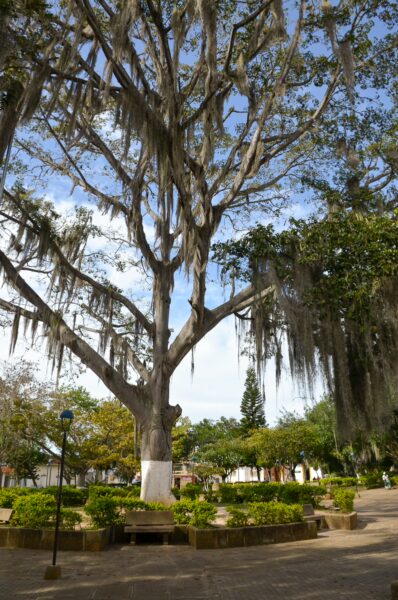 Large shady tree in Villanueva’s main square, with benches, paths, and low buildings around it