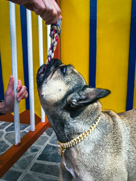 A playful dog with a golden chain collar tugging on a colorful rope toy, set against bright yellow and blue walls in Salento, Quindío, Colombia.