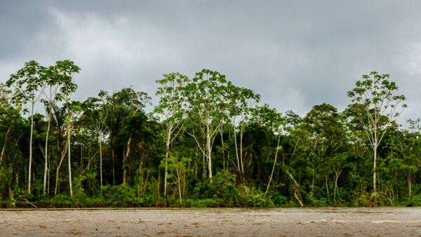 Lush greenery in Gamboa Nature Reserve, with tall trees lining the riverbank under a cloudy sky in Loreto, Peru.