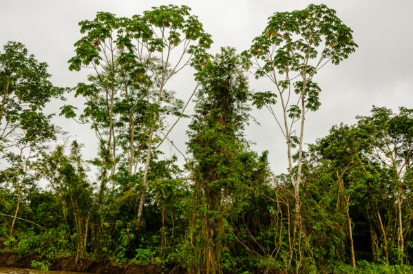 Lush greenery and towering trees dominate the scene at Gamboa Nature Reserve in Loreto, Peru, under a cloudy sky.
