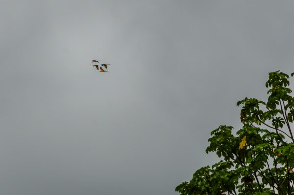 Vibrant macaws soar against a cloudy sky above lush greenery in Gamboa Nature Reserve, Loreto, Peru.