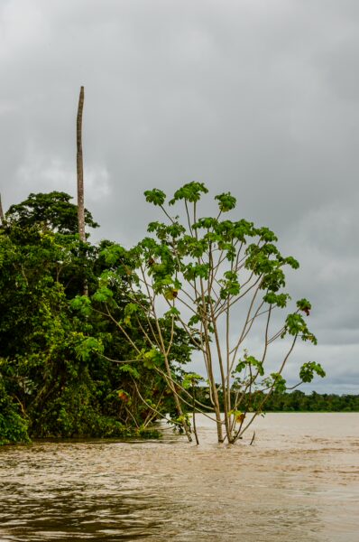Lush greenery surrounds a solitary tree rising above floodwaters in Gamboa Nature Reserve, Loreto, Peru, under a moody sky.