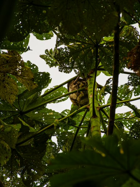 Sloth perched among vibrant green leaves in Gamboa Nature Reserve, Loreto, Peru, showcasing its natural habitat.
