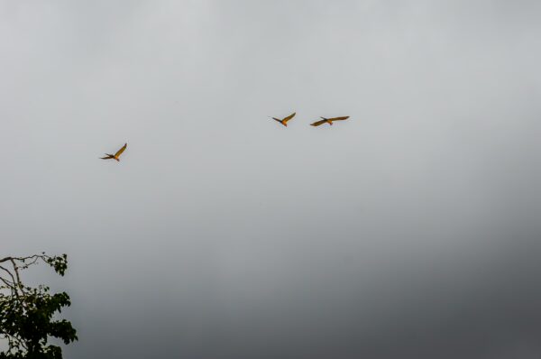 Colorful macaws fly against a dramatic gray sky at Gamboa Nature Reserve, Loreto, Peru.