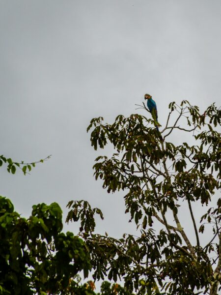 Vibrant macaw perched on a tree branch with lush green leaves against a cloudy sky in Gamboa Nature Reserve, Loreto, Peru.