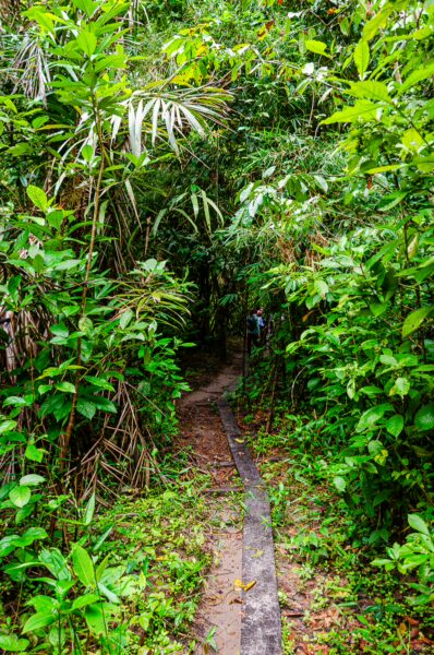 Lush greenery and dense vegetation line a narrow trail at Gamboa Nature Reserve in Loreto, Peru, inviting exploration.