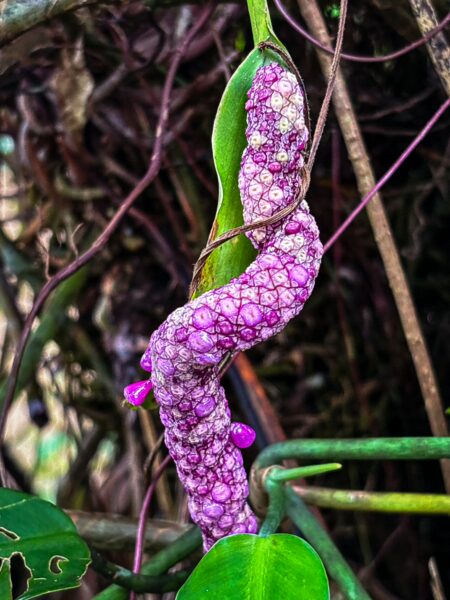 Vibrant purple flowering plant spirals around green vines in Gamboa Nature Reserve, Loreto, Peru, showcasing lush rainforest life.