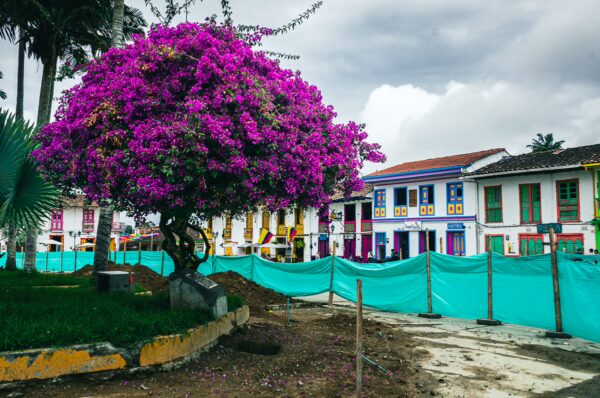Vibrant purple bougainvillea blooms beside a colorful colonial building in Plaza Bolivar, Salento, Quindio, Colombia.