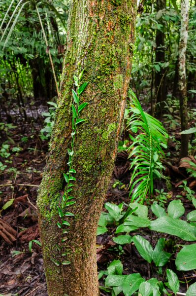 Lush green foliage and moss cover the textured bark of a tree in Gamboa Nature Reserve, showcasing the vibrant ecosystem of Loreto, Peru.