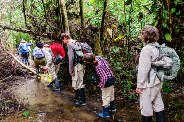 Explorers navigate through lush greenery at Gamboa Nature Reserve, Loreto, Peru, surrounded by vibrant jungle foliage.