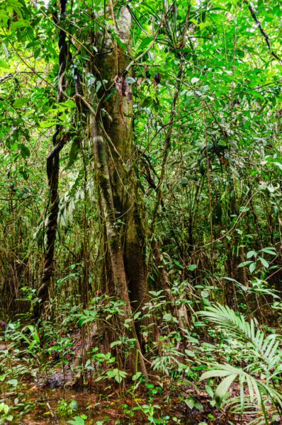 Lush greenery surrounds a towering tree in Gamboa Nature Reserve, showcasing the vibrant flora of Loreto, Peru.