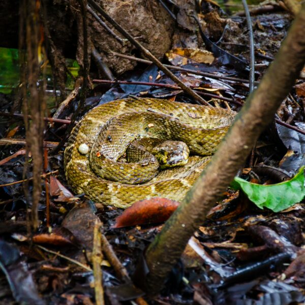 A coiled snake blends into the dark, wet undergrowth of Gamboa Nature Reserve, showcasing earthy tones and lush foliage in Loreto, Peru.
