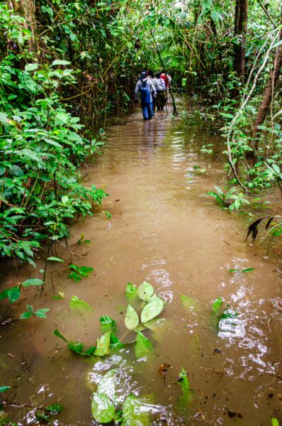 Visitors walk through a flooded trail surrounded by lush greenery in Gamboa Nature Reserve, Loreto, Peru.