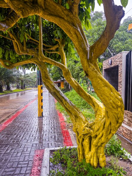 Beautiful yellow trunk tree beside a wet sidewalk in Leticia, Amazonas, Colombia, surrounded by lush greenery and rainy weather.