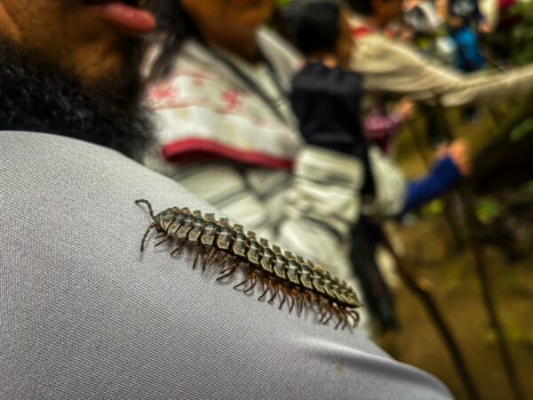 Centipede crawls on a person's shoulder amidst a lush environment in Gamboa Nature Reserve, Loreto, Peru.