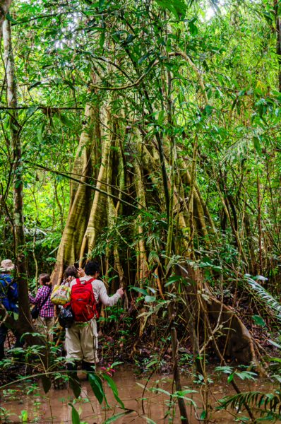 Explorers surrounded by lush greenery in Gamboa Nature Reserve, highlighting the towering trees of Loreto, Peru.