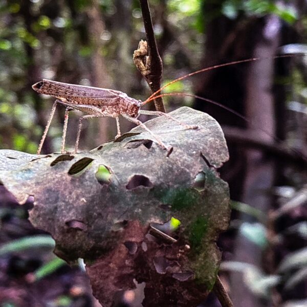 Cricket perched on a leaf at Gamboa Nature Reserve, showcasing the lush greenery of the Loreto region in Peru.