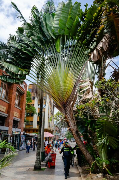 Lush palm trees line the walkway in Plaza Botero, Medellín, with vibrant street life and colorful buildings in the backdrop.