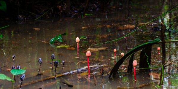 Colorful mushroom-like fungi emerge amidst the wet ground of Gamboa Nature Reserve in Loreto, Peru, creating a vibrant ecosystem.