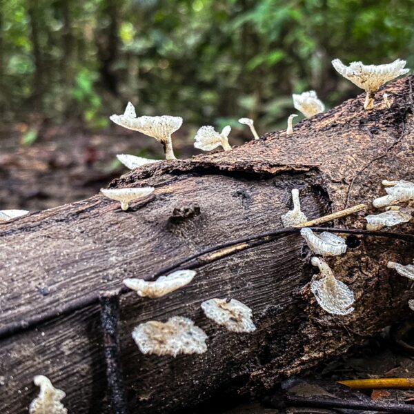 Delicate white mushrooms grow on a fallen log amid the lush greenery of Gamboa Nature Reserve in Loreto, Peru.