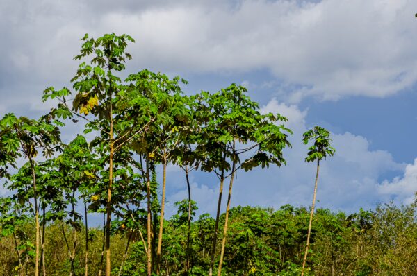 Lush green papaya trees stand tall against a bright blue sky in Santa Rosa, Amazonas, Peru, surrounded by diverse tropical foliage.