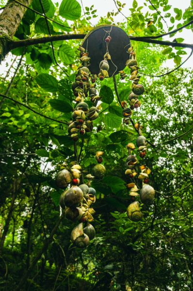 Colorful fruits hang from a vine in lush greenery at Alto de la Cruz, Salento, Quindio, Colombia, showcasing vibrant natural beauty.