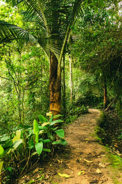 Lush green path lined with tropical plants, leading through the vibrant forest of Alto de la Cruz in Salento, Quindío, Colombia.
