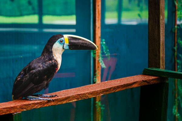 Toucan perched on a wooden railing, showcasing its vibrant beak, surrounded by lush greenery in Gamboa Nature Reserve, Loreto, Peru.