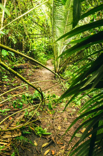 Lush green foliage frames a narrow path through the vibrant jungle at Alto de la Cruz, Salento, Quindío, Colombia.