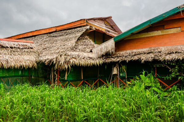 Thatched-roof huts surrounded by lush greenery in the Pirana Lake area of Gamboa Nature Reserve, Loreto, Peru.