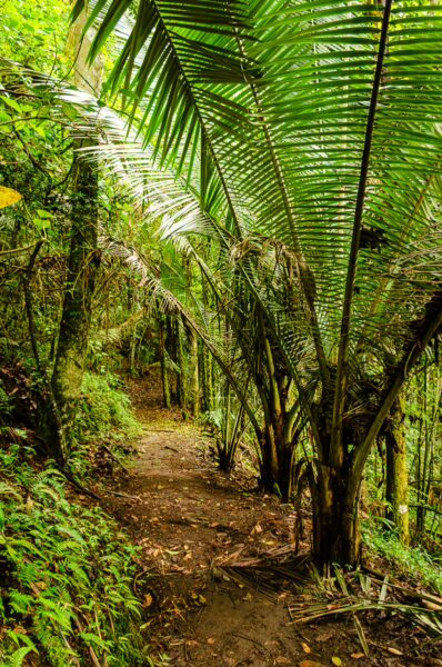Lush green palms frame a winding dirt path through dense rainforest at Alto de la Cruz, Salento, Quindio, Colombia.