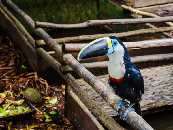 Toucan perched on a wooden railing near Pirana Lake in Gamboa Nature Reserve, vibrant colors contrasting with lush surroundings.