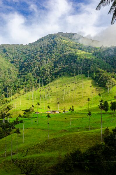Lush green hills and vibrant palm trees dominate the Cocora Valley landscape in Quindio, Colombia, under a clear blue sky.