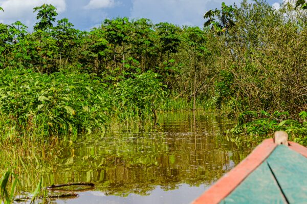 Lush green vegetation and still waters reflect the vibrant landscape along a river in Santa Rosa, Amazonas, Peru.