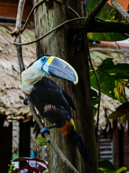 Colorful toucan perched on a branch with lush green leaves at Pirana Lake in the Gamboa Nature Reserve, Loreto, Peru.