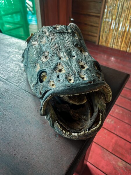 Close-up of a large black caiman skull displayed on a wooden table in the Gamboa Nature Reserve, Loreto, Peru.