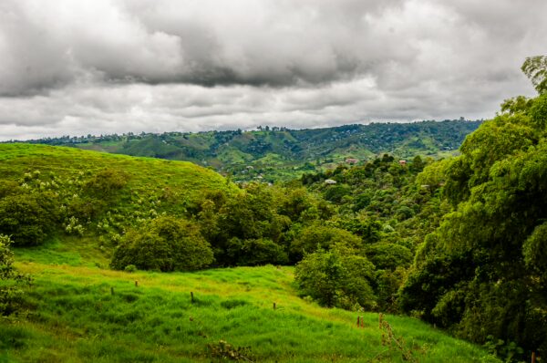 Lush green hills with scattered trees under a cloudy sky, showcasing the rich landscape of Salento, Quindío, Colombia.