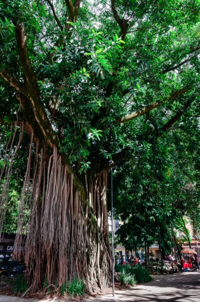 Majestic banyan tree with hanging roots and lush green foliage, providing shade in Parque Bolívar, Medellín.