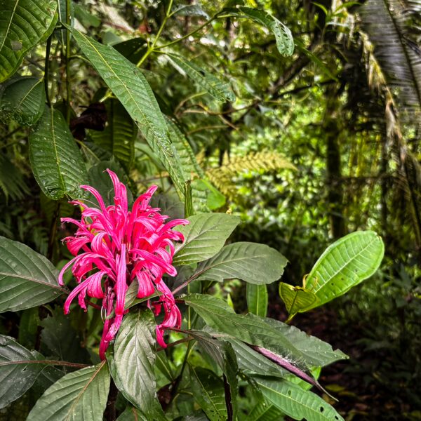 Vibrant pink flower amid lush green foliage in Salento, Quindío, Colombia, showcasing the region's rich biodiversity.