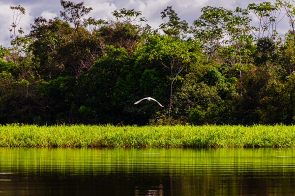 A great egret flies above the vibrant green reeds and calm waters of Gamboa Nature Reserve in Loreto, Peru.