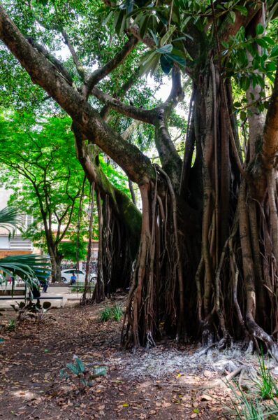 Majestic trees with extensive roots create a shady retreat in Parque Bolívar, Medellín, surrounded by lush greenery.