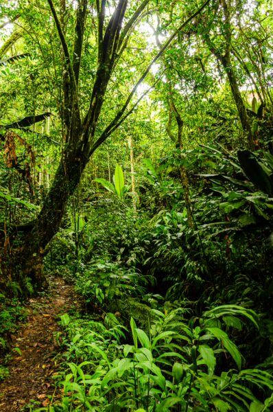 Lush greenery and dense foliage line a winding trail through the vibrant rainforest of Salento, Quindio, Colombia.