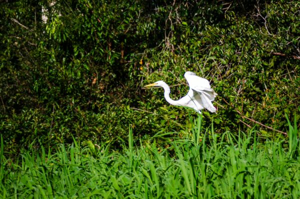 Great egret takes flight over lush green grass in Gamboa Nature Reserve, showcasing vibrant wildlife in Loreto, Peru.