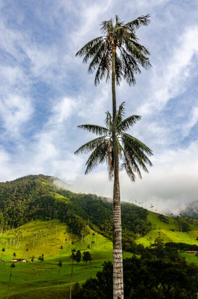 Cocora Valley's iconic wax palms rise against lush green hills and a blue sky, showcasing Colombia's stunning natural beauty.