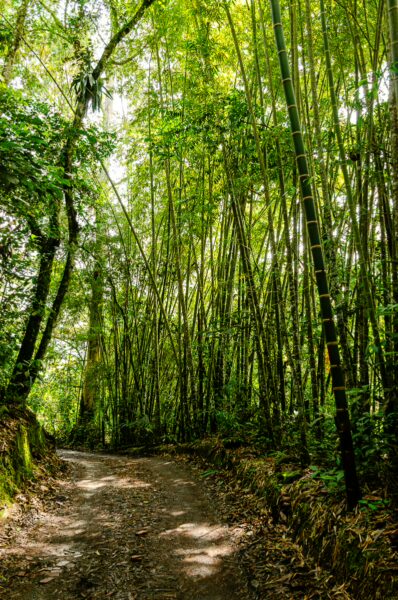 Lush bamboo forest lining a dirt path leading to Santa Rita Waterfalls in Salento, Quindio, Colombia.