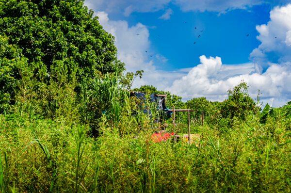 Lush green vegetation and trees surround a colorful structure in Santa Rosa, Amazonas, Peru, under a bright blue sky.