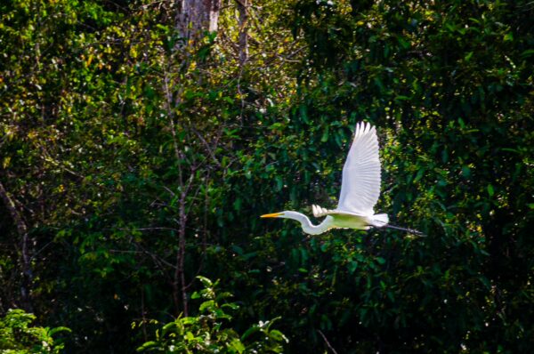 Great egret gracefully flying through the lush greenery of Gamboa Nature Reserve, Loreto, Peru, showcasing its striking white feathers.