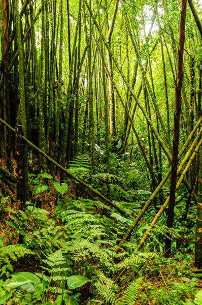 Lush green bamboo forest with tall, slender stalks and vibrant ferns in Salento, Quindio, Colombia.