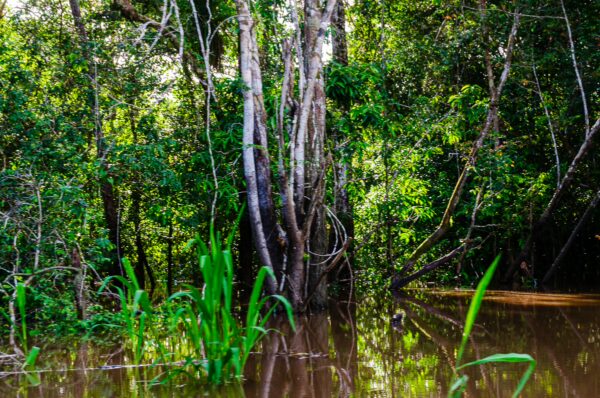 Lush greenery surrounds calm waters in Gamboa Nature Reserve, showcasing vibrant vegetation and tranquil reflections in Loreto, Peru.